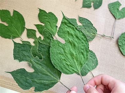 不變形、不變色構(gòu)葉 微波烘干的作用過程