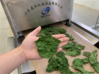 微波隧道爐烘干桑葉會(huì)有什么效果？