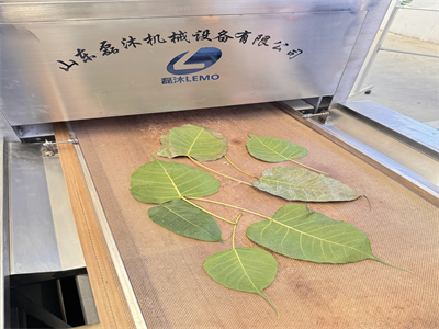 微波設(shè)備烘干后的菩提葉平整不卷邊，顏色依舊翠綠如初